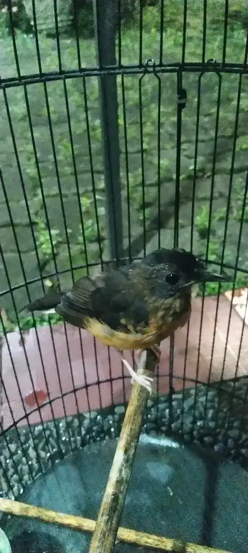 Di jual anakan burung murai burja