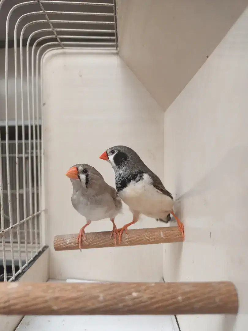 Zebra Finch mutasi BCBB x LB