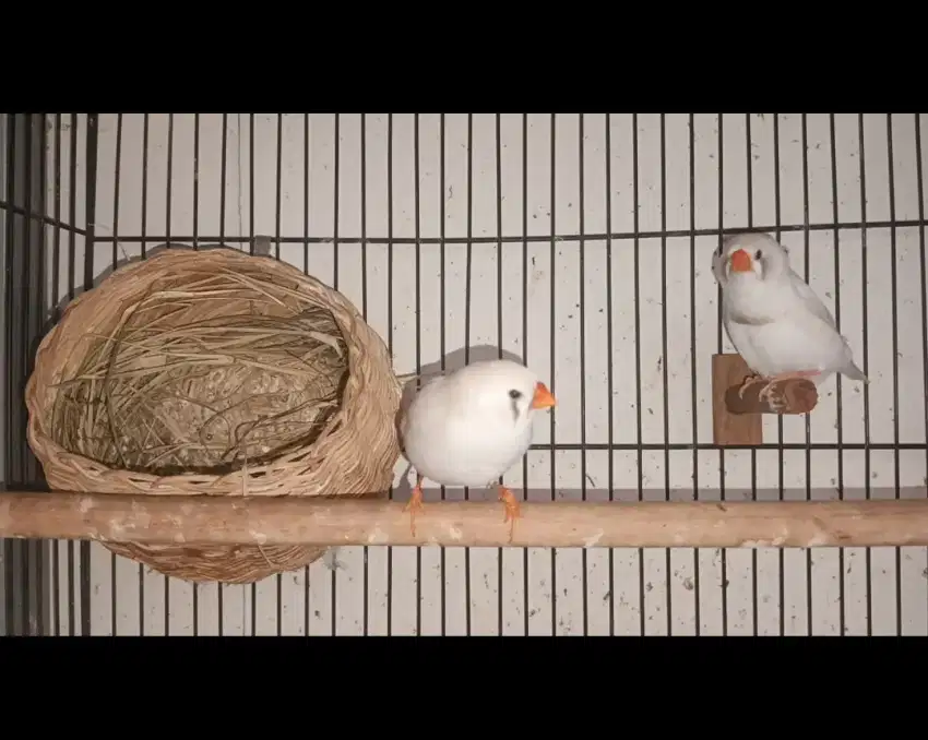 Zebra Finch indukan CFW BC x CFW