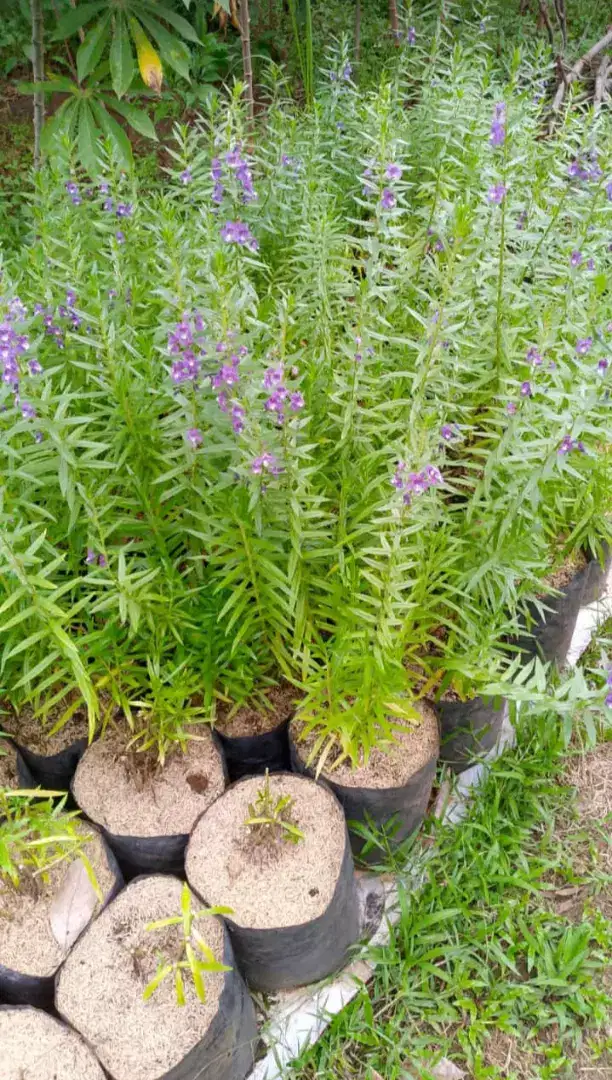 Pohon lavender, rembosa mini dll