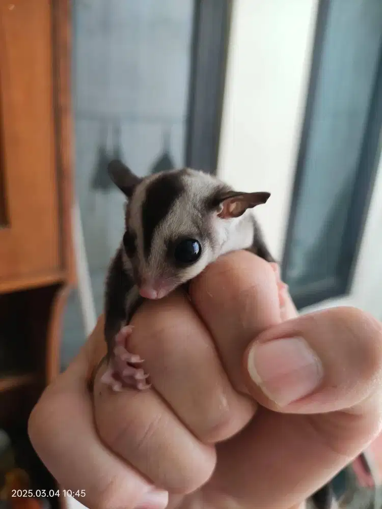 Sugar Glider Classic Grey
