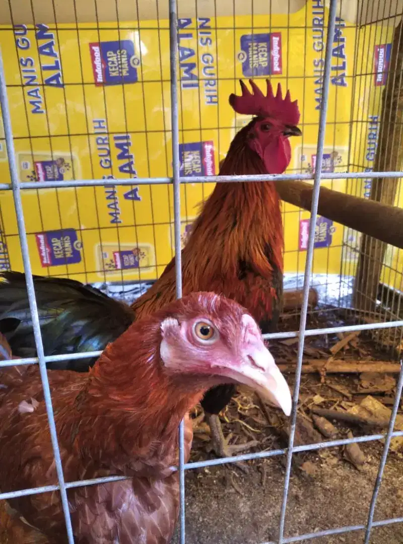 Ayam kampung Ternakan