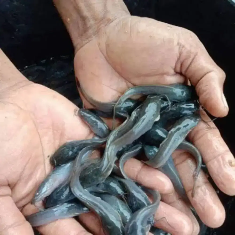 Bibit lele Sangkuriang ukuran 8.9