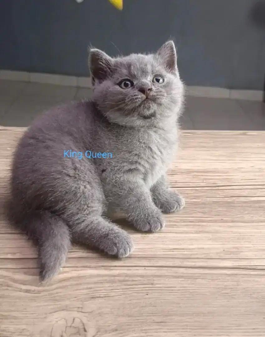 Kucing BSH British Shorthair Blue Solid Jantan 2,5 bulan Parent Ped