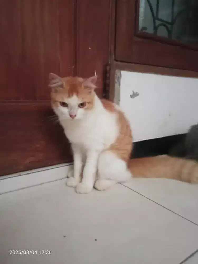 Kucing Persia Jantan umur 8bln, sehat lucu penurut imut