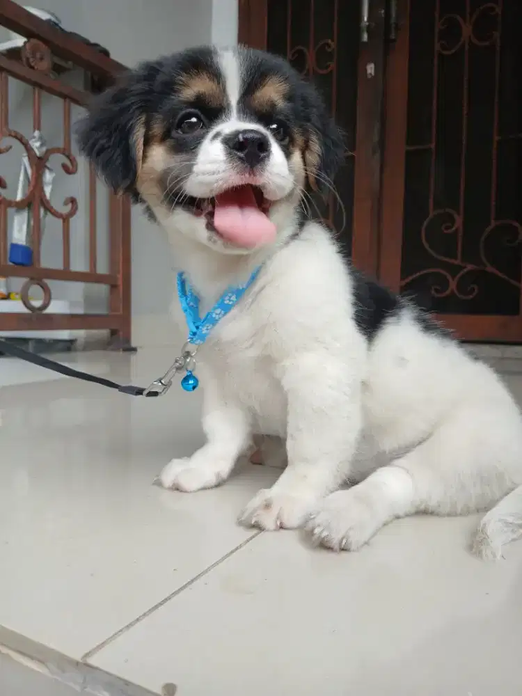 Anjing Shitzu Mix Corgi pendek
