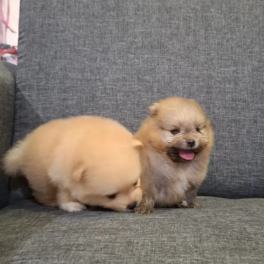 Superminipom Jantan