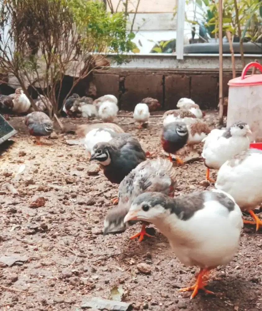 Hiasan aviary puyuh batu