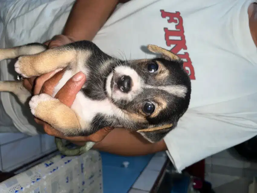 Anak anjing chihuahua mix