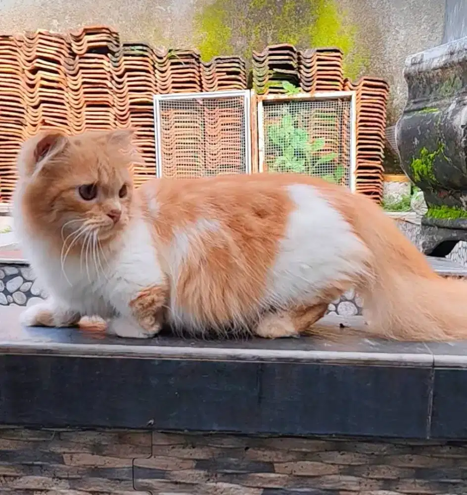 Scottish fold/bsh/munchkin