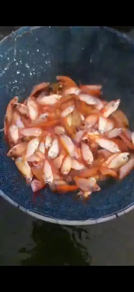 Bibit unggul nila merah ukur 78 bak sortir