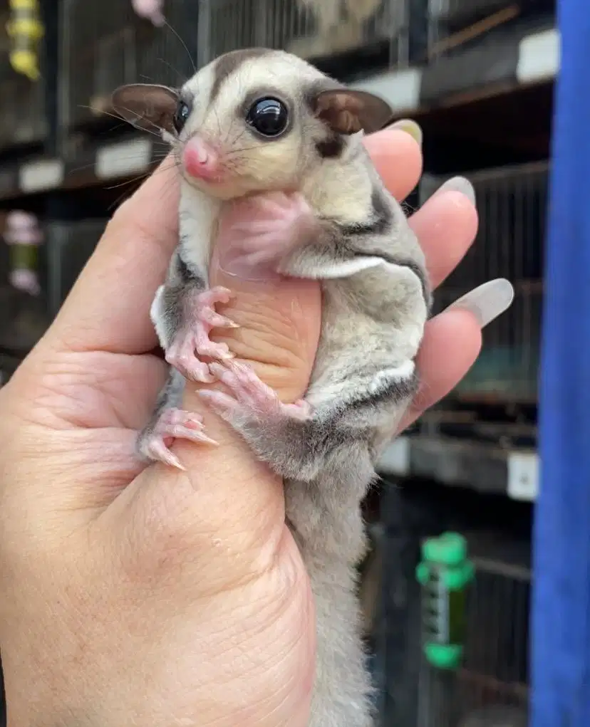 sugar glider joey classic grey jantan