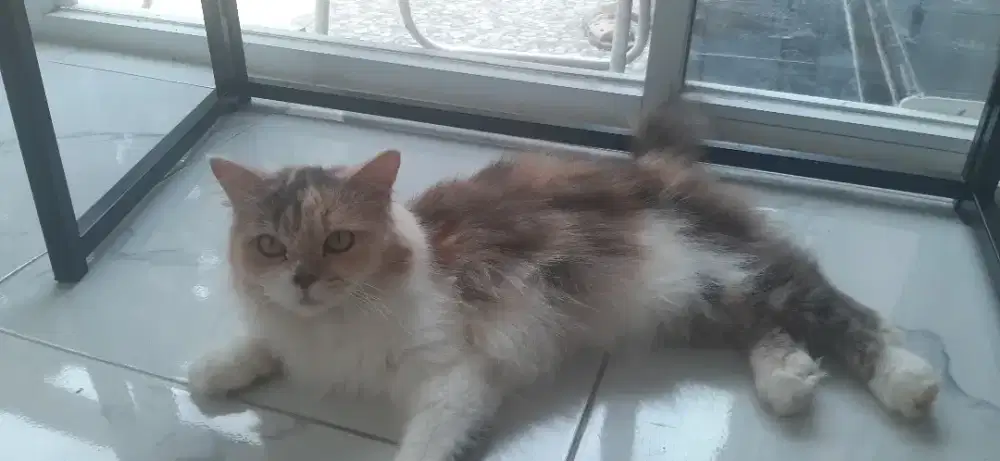 Kucing persia calico