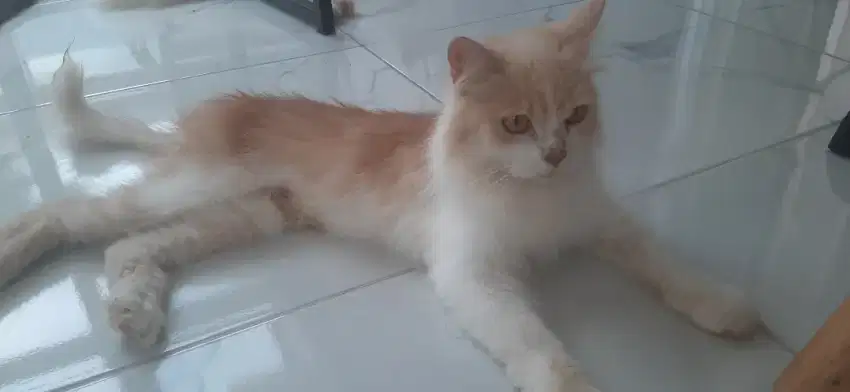 Kucing persia betina