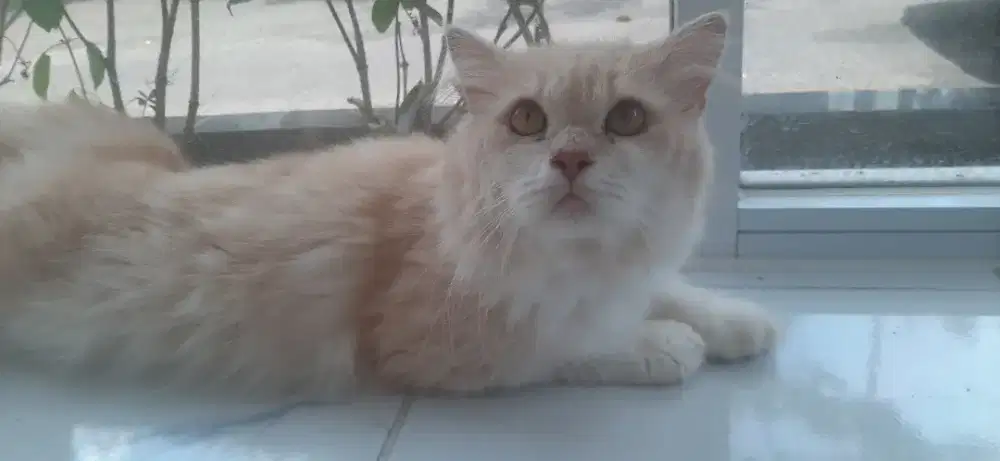 Kucing Persia jantan
