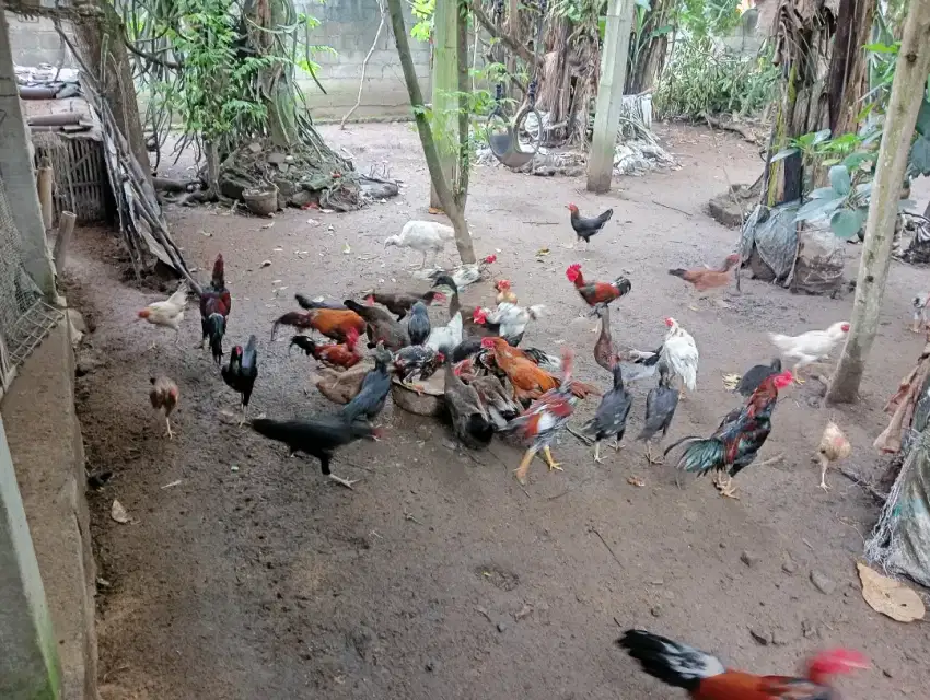 Aseli Ayam Kampung (Pitik Jowo) Ternakan Rumahan Diumbar Sehat2 Lincah