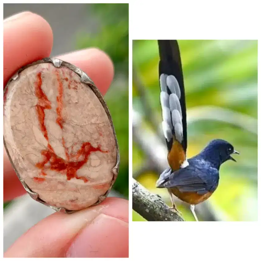 Jual batu akik bergambar burung murai