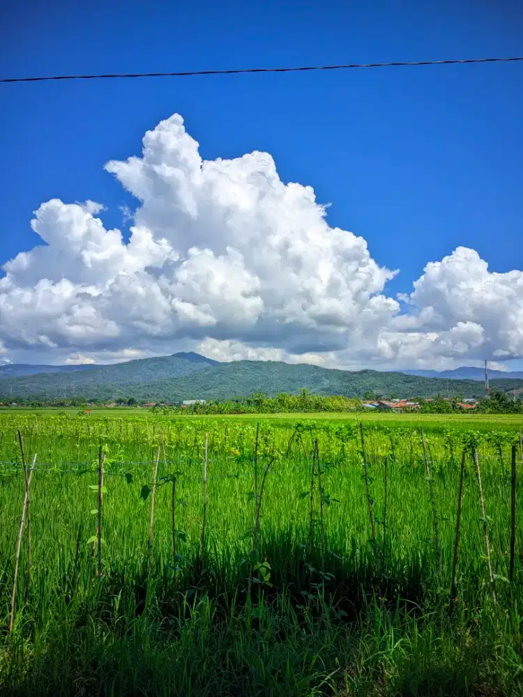 Cari pekerjaan apa saja