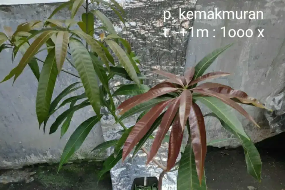 Pohon  Kemakmuran
