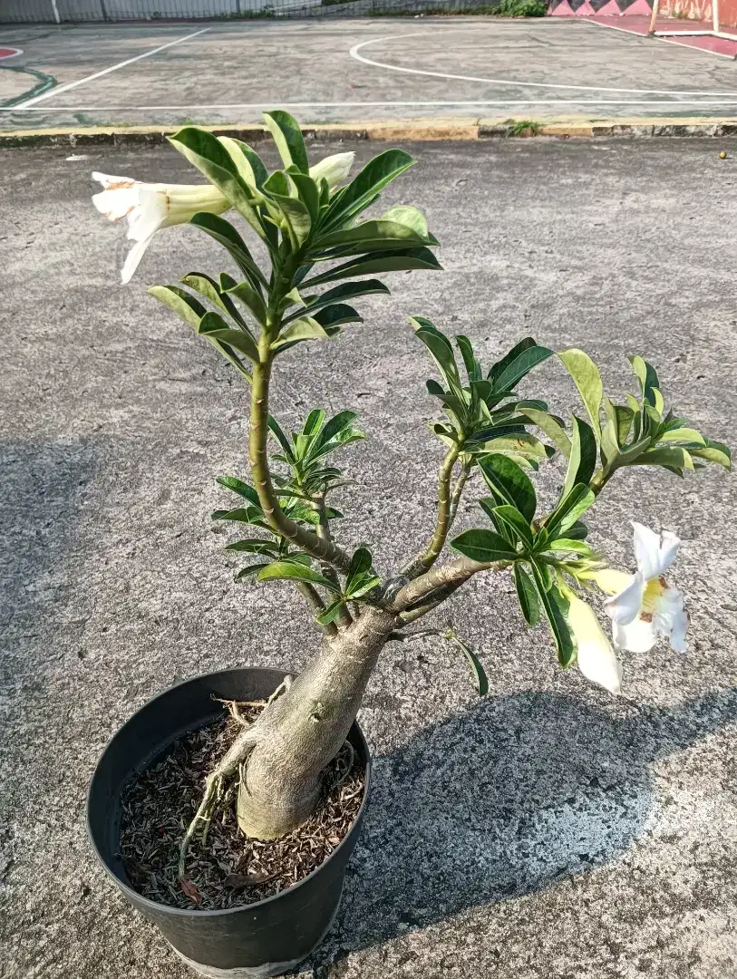 Kamboja jepang bunga putih