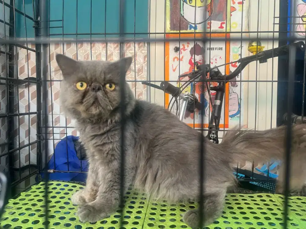 Pacak kawin peaknose longhair