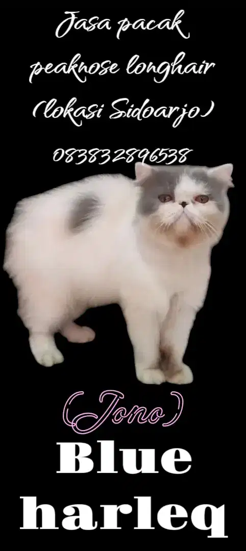 Pacak kawin peaknose longhair