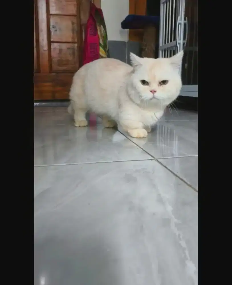BSH MUNCHKIN PACAK