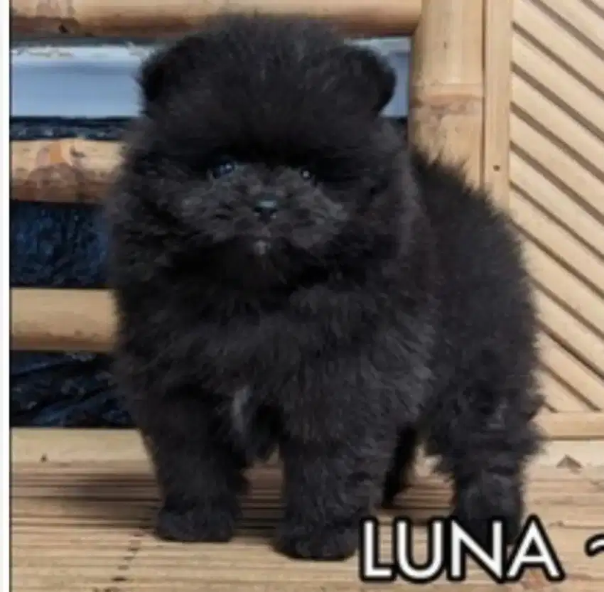 Mini Pom Betina All Black Non Stamboom