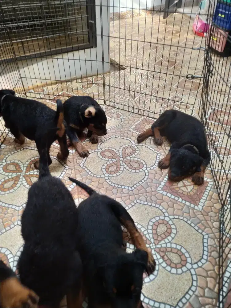 rottweiller puppies