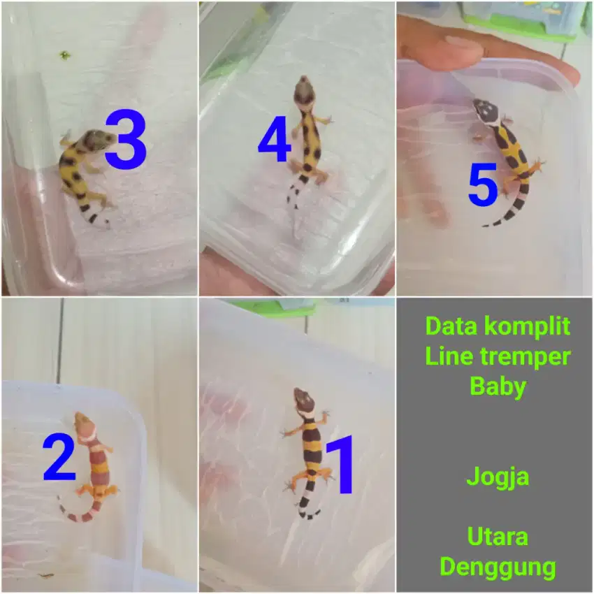 Anakan leopard gecko