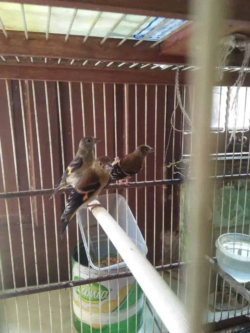 Anakan redsiskin -+ 3 bulan