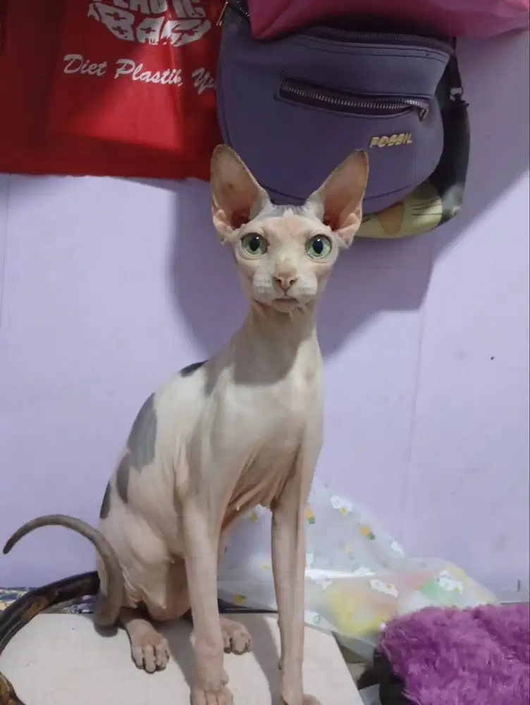 Kuciang sphynx jantan KEMAYORAN JAKPUS