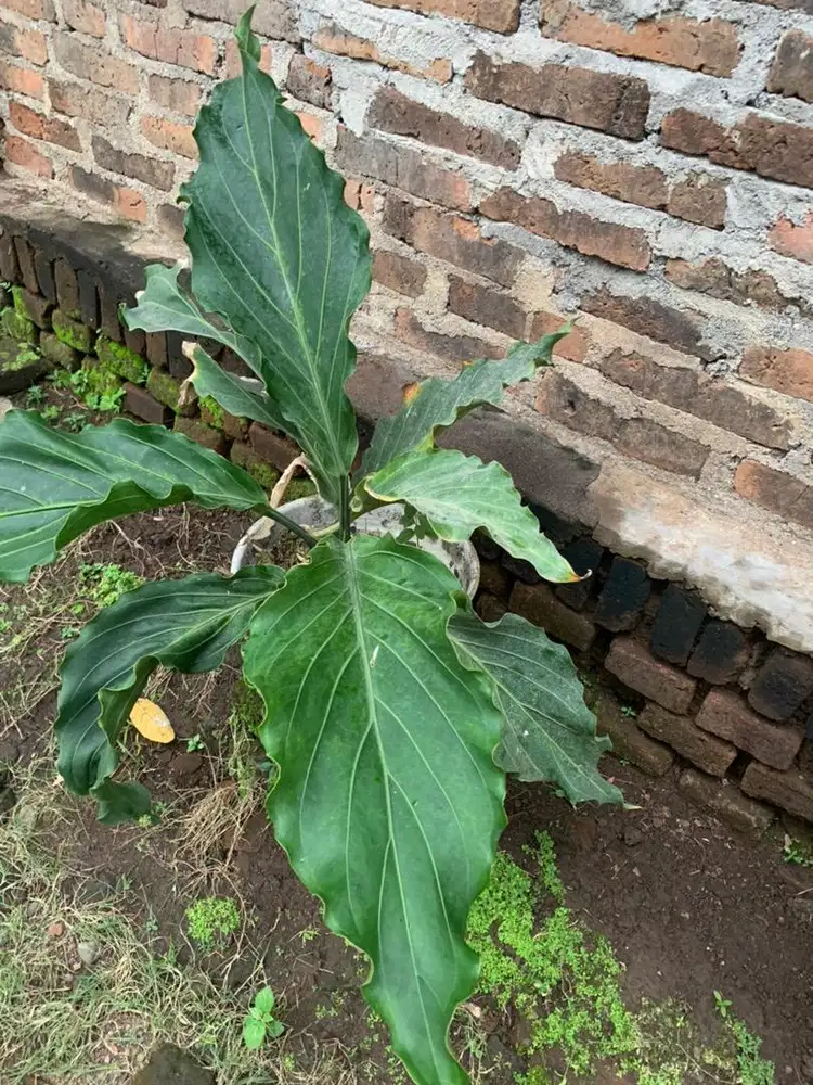 Jual tenaman anthurium