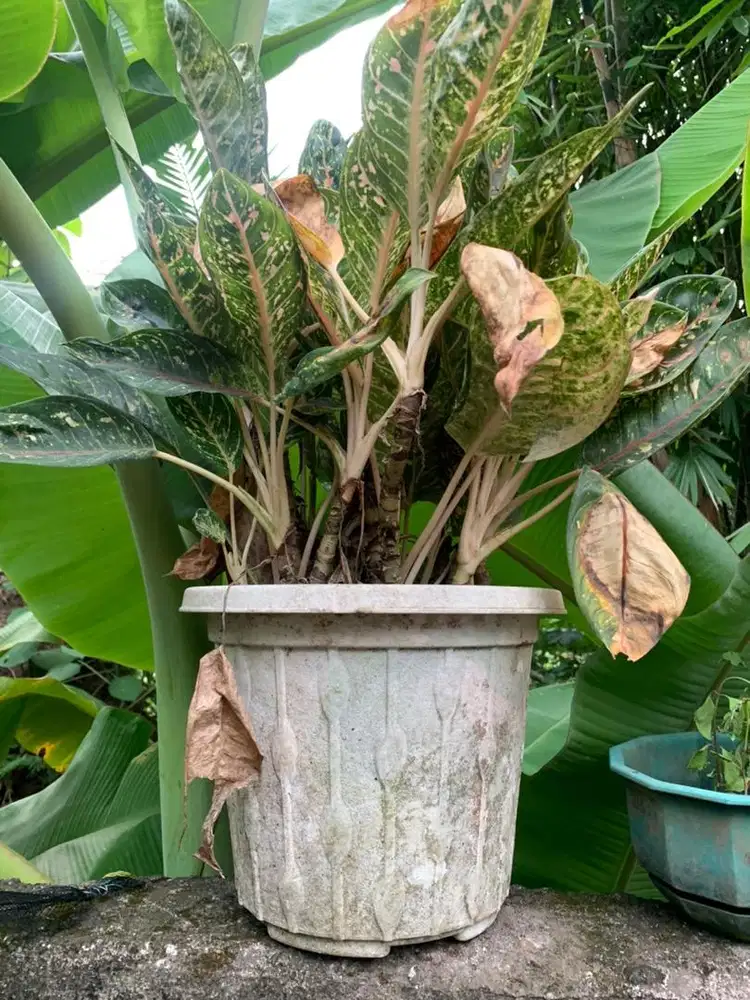 Jual tanaman aglonema