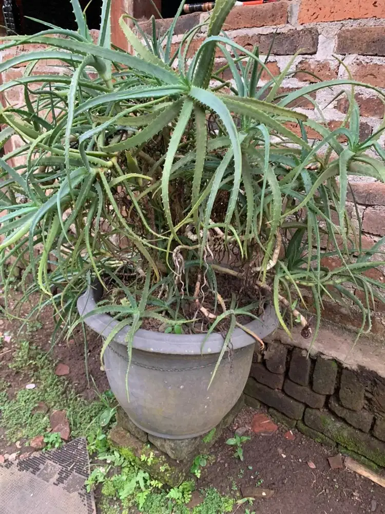 Jual tanaman lidah buaya