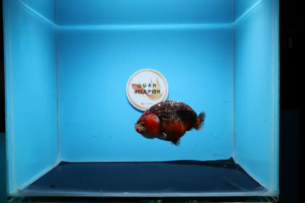 Ikan Mas Koki Ranchu Tiny Tail Size 10 cm