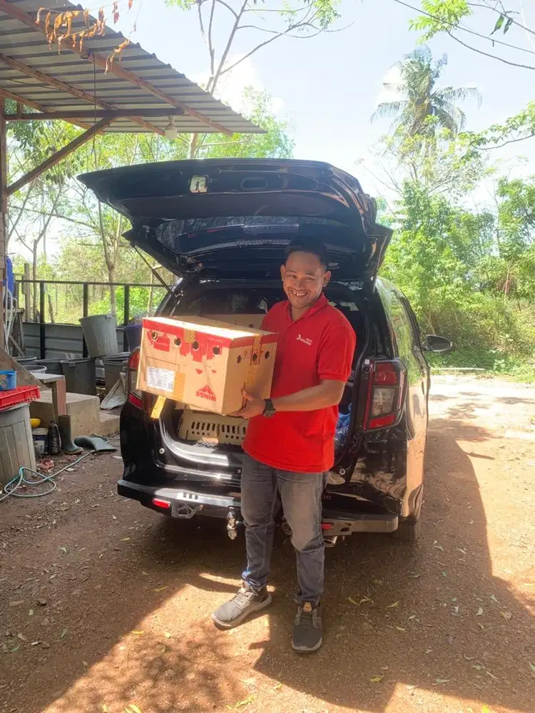 Anak ayam kampung petelur & pedaging