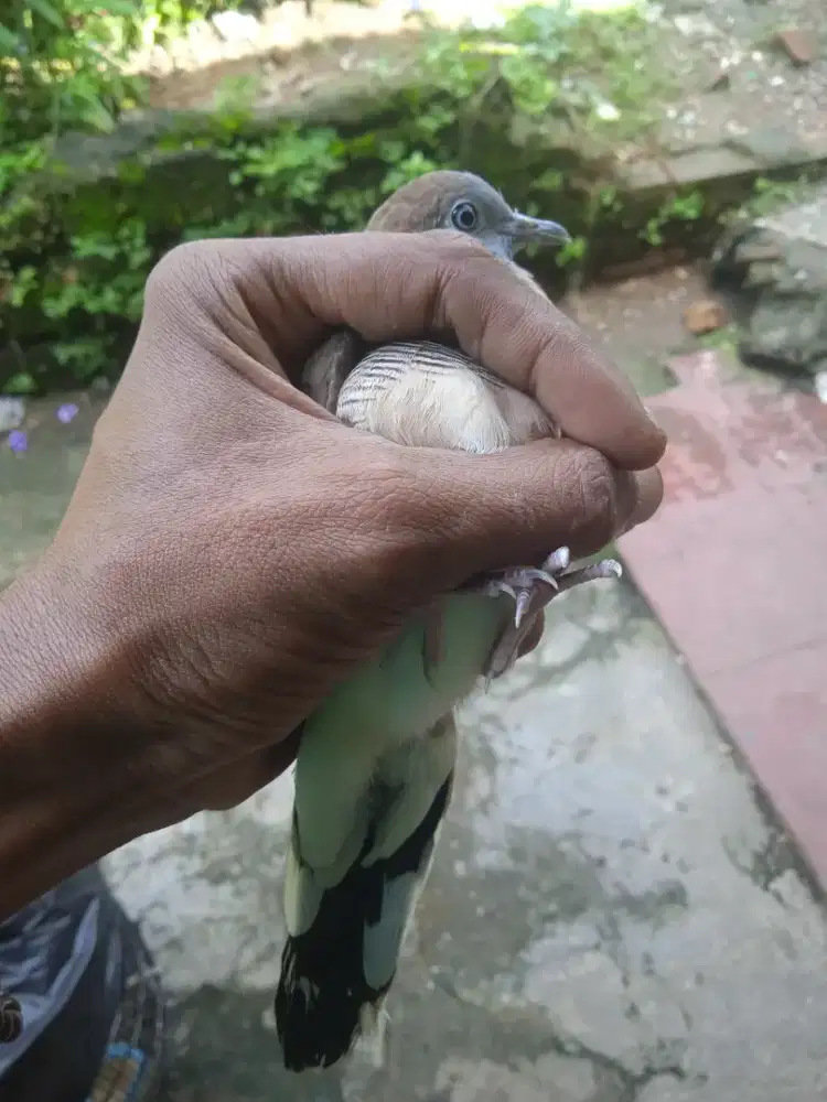 Perkutut lokal alam bunyi