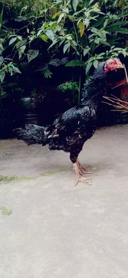 Ayam betina pakhoy brutal speed caturangga jos jumbo Vidio oksiap prod