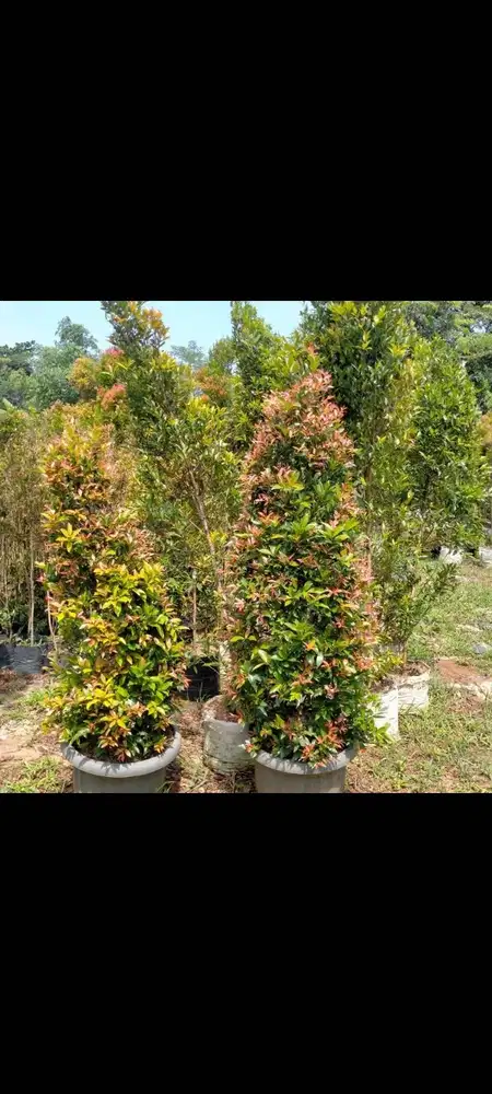 Pohon pucuk merah ukuran 1 meter