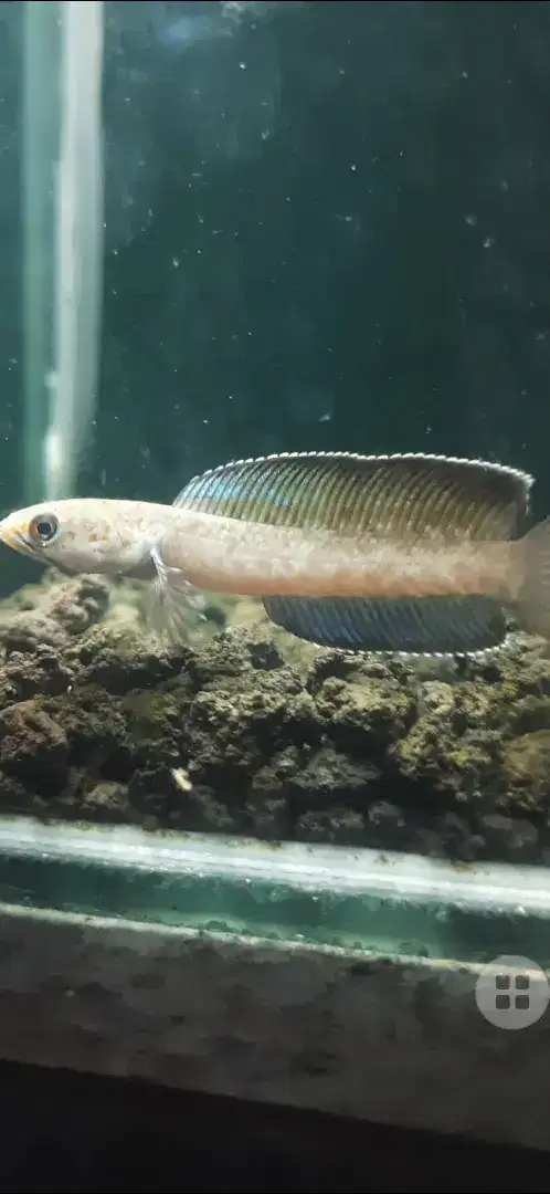 Channa andro hf size 6 cm