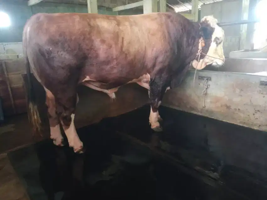 Sapi Qurban dan Sapi Potong