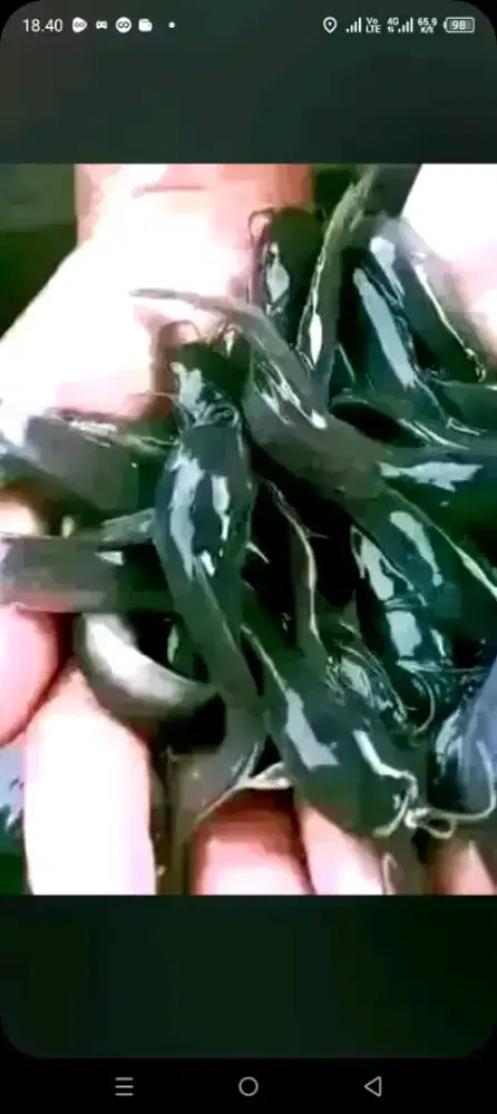 Bibit lele Sangkuriang