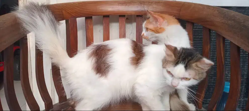 Lepas Adopt Kucing Persia Medium