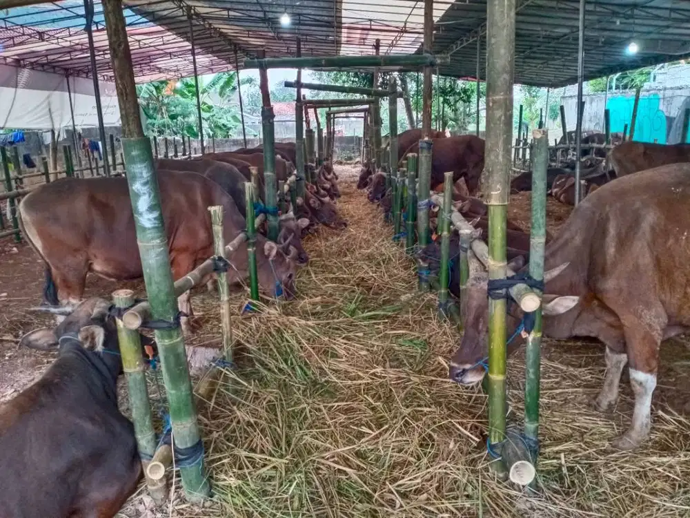 Pusat Sapi Kurban, Sapi Qurban 2025 Berkualitas Bobot Real Timbang