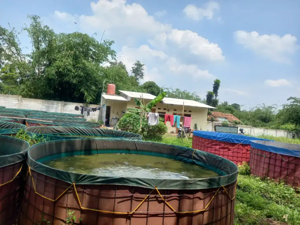 Tanah murah bonus usaha budidaya lele