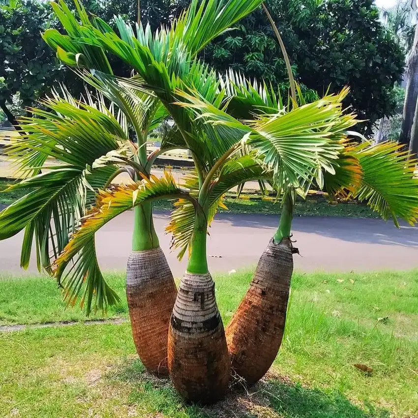 Bibit tanaman palem botol tinggi 70 cm