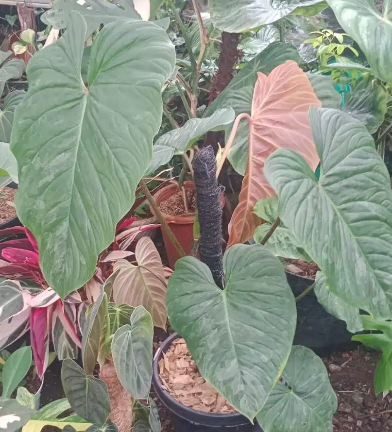 dibutuhkan art pp di perumnas depok utara beji