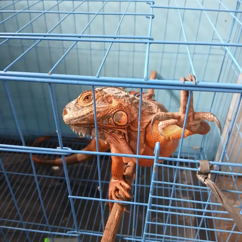 Red iguana 2 tahun