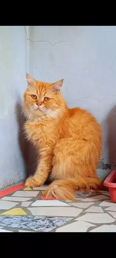 Kucing Persian Betina